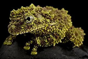 Vietnamesischer Moosfrosch (Theloderma corticale)