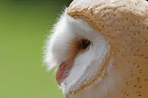 Blick auf einen Eulenstaat