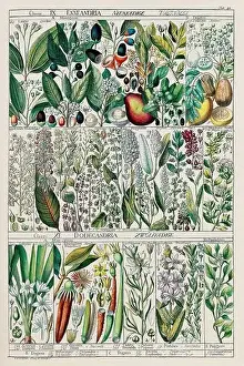 Alte Blumenillustration