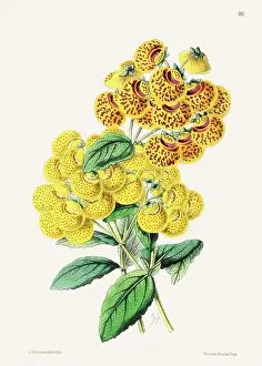 Altblumenillustration