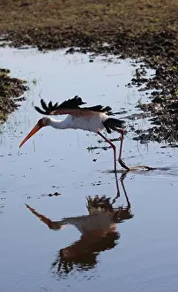 Verwandte Bilder Drucke: Vogel, die waten in Botswana.