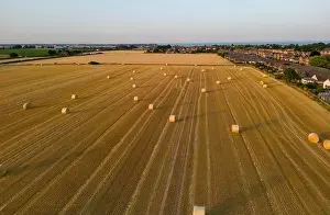 Getreidefelder bei der Erntezeit.