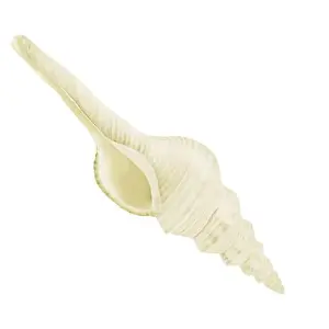 Die weiße Schnecke des Strombus-Klapperschlangen.