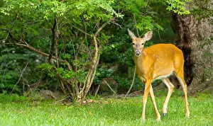 Hirschkuh in dichtem Wald. Zentral New Jersey, USA