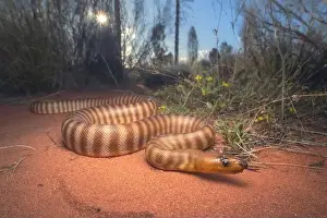 Rotes Reptilienwurm auf sandigem Untergrund mit Vegetation im Hintergrund, zentraler Australien
