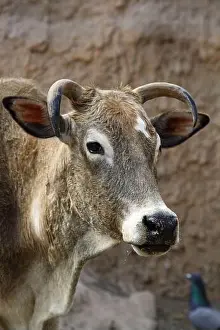 Zebu