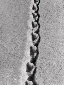 Cold Climate Landscapes Drucke: Snow