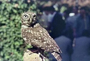 Ein Weißstorch in der Luft