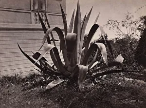 Agave Plant Drucke: Agave