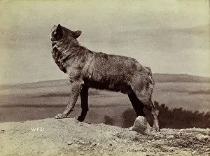 European Wolves Drucke: Wolf