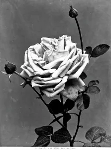 Rosa in einem Garten von Alinari
