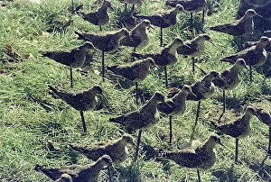 Vogelstudie von Felice Amedeo Alinari