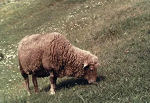 Countryside Landscape Photography Drucke: Sheep