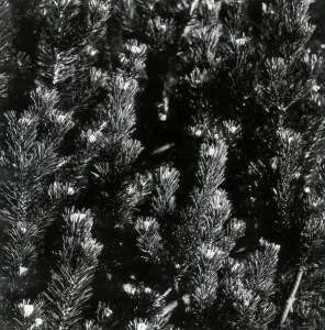 Fir Tree Landscape Drucke: Firs