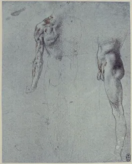 Royal Library Of Windsor Collection Drucke: Anatomical study