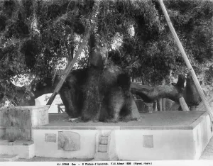 Greece Historical Landmarks Drucke: The ancient plane tree in Hippocrates Square