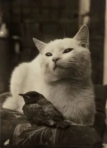 European Vertebrates Drucke: Cat and bird