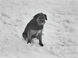 Ein Hund auf Schnee in Florenz