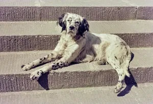 Ein Hund auf einer Treppe