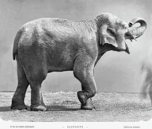 Mammals Photography Drucke: An elephant