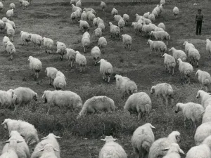 Schafe in einer Landschaft