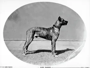Great Dane Drucke: Great Dane