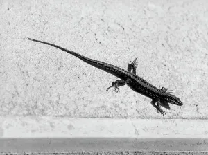 Vertebrate Animals Drucke: Lizard under the sun