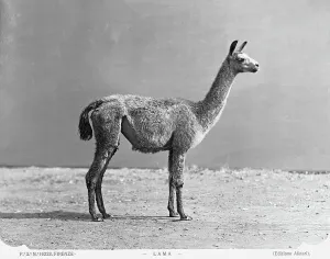 Ein Lama
