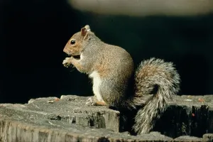 Vertebrate Wildlife Photography Drucke: A squirrel on a tree trunk