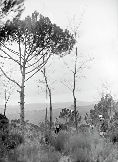 Pine Tree Scenery Drucke: Animated scene, Tuscany