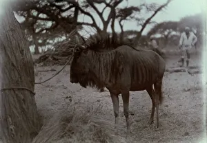 Vertebrate Animals Drucke: Antelope