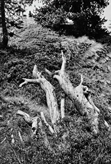 Alpine Vegetation Drucke: August, Engadine