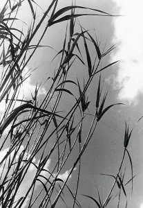 Agricultural Landscape Pictures Drucke: Bamboo leaves