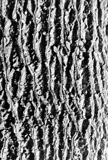 Tropical Tree Species Drucke: Bark of tree