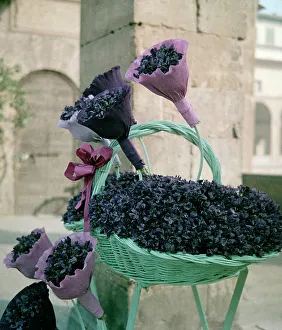 Floral Still Life Art Drucke: Bouquets of violets, Florence
