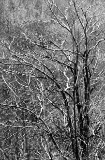Tree Branches Drucke: Branches