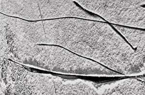 Snowy Tree Branches Drucke: Branches in the snow