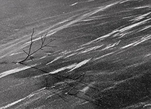 Winter Botanical Photography Drucke: Branches of a tree in the snow