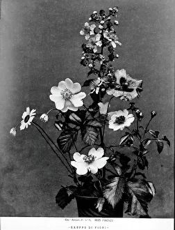 Botanical Still Life Drucke: Bunch of flowers