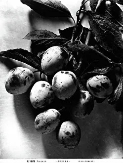 Plum Fruit Drucke: Bunch of plums