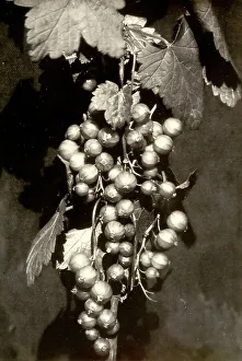 Red Currants Drucke: Bunch of red currants