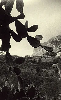 Island Landscape Photography Drucke: Cactus shot in Capri