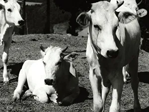 Animal Husbandry Images Drucke: Calves