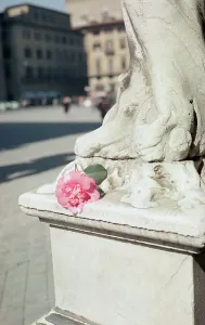 Camelia an der Basis einer Statue