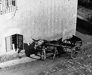Ein Maultier zieht eine Carrozza.