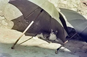 Vintage Cat Images Drucke: Cat under an umbrella