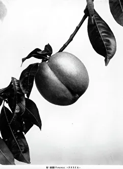 Vegetable Kingdom Elements Drucke: Close-up of a peach