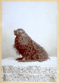 Terrestrial Mammals Drucke: Cocker spaniel seen in profile