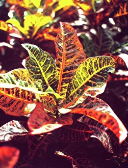 Botanical Garden Plants Drucke: Codiaeum plant