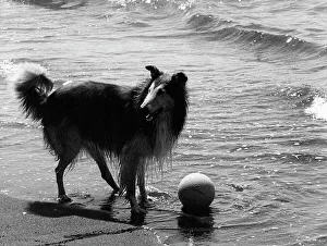 Ein Collie auf der Strand